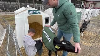 Dairy farm family names newborn calves after Philadelphia Eagles players