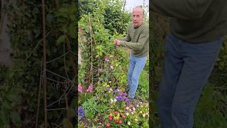 Sweet pea care #gardening #permaculture #summerflowers #scent #motivation #ideas #garden