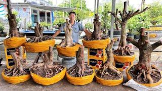 MƯỜI MAI VÀNG ngày 11/11/2024 (#O337573339 MƯỜI ) PHÔI MAI VÀNG, MAI TỨ QUÝ-  @bonsai Can Tho