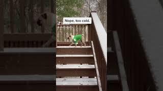 Jello the Pug Discovers Snow