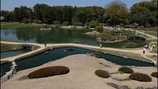 日本   岡山後樂園 岡山城  樱花滿滿花飛雪