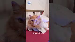 Торговый Дом МедМос и Пушистые друзья