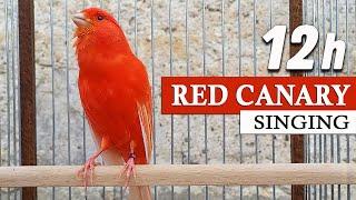 Red Canary Singing 12h The Best Training Song Ever !