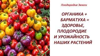 ВЫВОДЫ И НАБЛЮДЕНИЯ ПО ИСПОЛЬЗОВАНИЮ БАРМАТУХИ  В ПЕРВЫЙ ГОД. №109/24