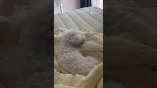 무슨 꿈을 꾸는건지 궁금해 ! #잠꼬대 #강아지쇼츠 #shorts #cute #doglover #비숑 #강아지일상 #강아지유튜브 #강아지브이로그