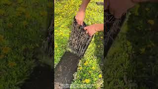 This video shows the opening process of pot marigold plug seedlings. #farming