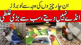 Lovebirds don't lay eggs because of these four things || love Birds Breeding mistakes