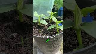 Cucumber in a pot  ! #tomatoes #gardening #greenhouse #growyourown #cucumber