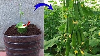 Don't waste your money, you can propagate any plant at home very simply | Relax Garden