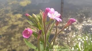 Кипрей мелкоцветковый на берегу пруда (видео Levuarden)