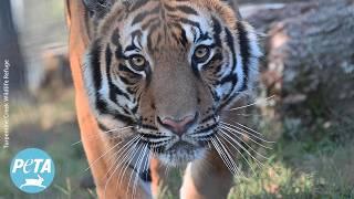 Neglected Tiger Fred Finally Gets Peace and Respect 