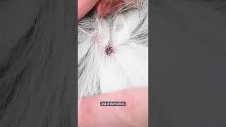 Tips to keep you safe from ticks