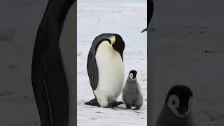 پنگوئن‌های امپراطور: چگونه در سرمای وحشی زنده می‌مانند؟ د#پنگوئن #penguin