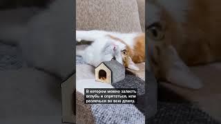 Как выбрать лежак для кота? (Часть 4) #коты #кот #кошки #shorts #top