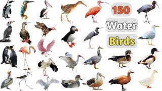 Water Birds Vocabulary ll 150 Water Birds Name In English With Pictures ll Aquatic Birds Name