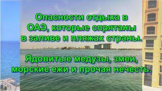 Опасности отдыха в ОАЭ которые спрятаны в заливе и пляжах. Медузы, змеи, морские ежи и проч нечесть.