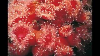 marine ecosystems