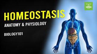 Homeostasis | Anatomy & Physiology | Biology101