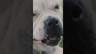 Are your dog's teeth decaying?
