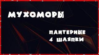 Мухоморы пантерные / 4 шляпки / Трип репорт от подписчика #мухоморы