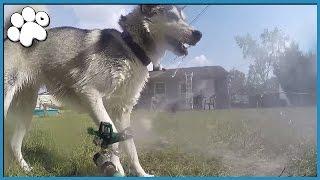 NORA PLAYS WITH SPRINKLER!