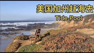 退潮喽，美国加州海边赶海去。千万记住只能看不能捡哦_ Tide Pool in North California San Francisco Area.