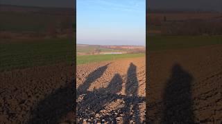 прогулянка з собакою