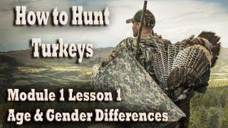 How to Hunt Wild Turkeys Course 1-1 Age & Gender Differences – Tips for Success Hunting Gobblers