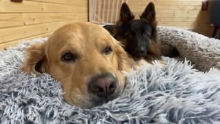 These Dogs Best Friends Refuse To Sleep Apart