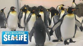 SEALIFE MELBOURNE AQUARIUM PENGUIN PLAYGROUND 4K