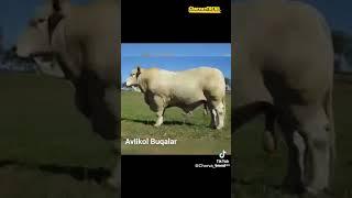 Avlikol buqalar.....