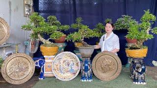 Cây kiểng, đồ Đồng, đôn Voi đủ loại chào bán 16/10/2021 nhà vườn ThuyAn