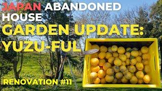 Japanese Abandoned House Renovation #11 | Garden Update: Yuzu-ful, Making a Picnic Table