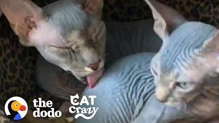 Hairless Cat Brothers Love To Wrestle And Growl At Each Other | The Dodo Cat Crazy