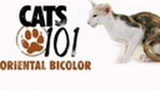 Oriental Bicolor | Cats 101