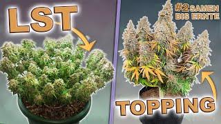 Cannabis Training für Anfänger  Topping & Low Stress Training