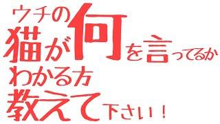 【ネコ】ウチの猫が何を言ってるか わかる方教えて下さい！
