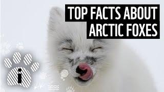 Top 10 Arctic Fox Facts | Animal Fun Facts | WWF