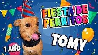  FIESTA de PERRITOS  #perritos #animales #fiesta #cute #humor #regalos #funny #familiar #tomy