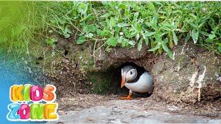 Different type of bird nests for kids | Bird nest designs | What are nests made of? | Nests of birds