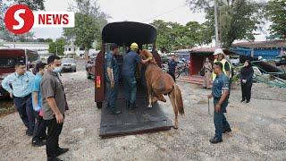 Two mistreated horses rescued in Batu Ferringhi crackdown