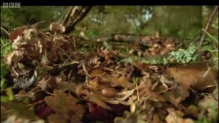 Life of Insects - Attenborough: Life in the Undergrowth - BBC