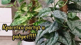 Комнатные красотки- сциндапсусы, эпиппремнумы,аглаонемы и другие.