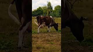 Ой, Як Соромно, Коровушка The Cow #shots #cow