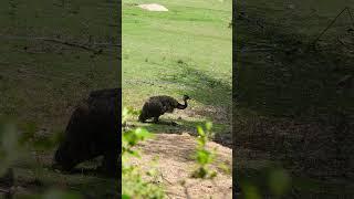 Feathered Behemoth: Journey into the Realm of the Biggest Emu