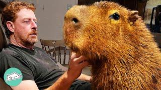 Capybara Wouldn’t Come Inside. Now He Can’t Get Enough Cuddles | Cuddle Buddies