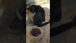 kucing hitam melihat anak burung