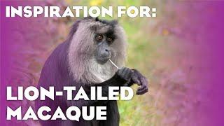 12 real Lion-tailed Macaque Habitats! (Planet Zoo: Asia Animal Pack Inspiration)