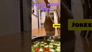 Жила была утка / Утиные истории / Дональд Дак #утка #приколы #животные  #animals #animalshorts