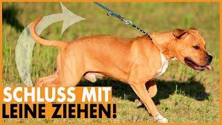 Hund zieht an der Leine I Lockere Leine mit nur einer Methode I Leinenführigkeit leicht gemacht